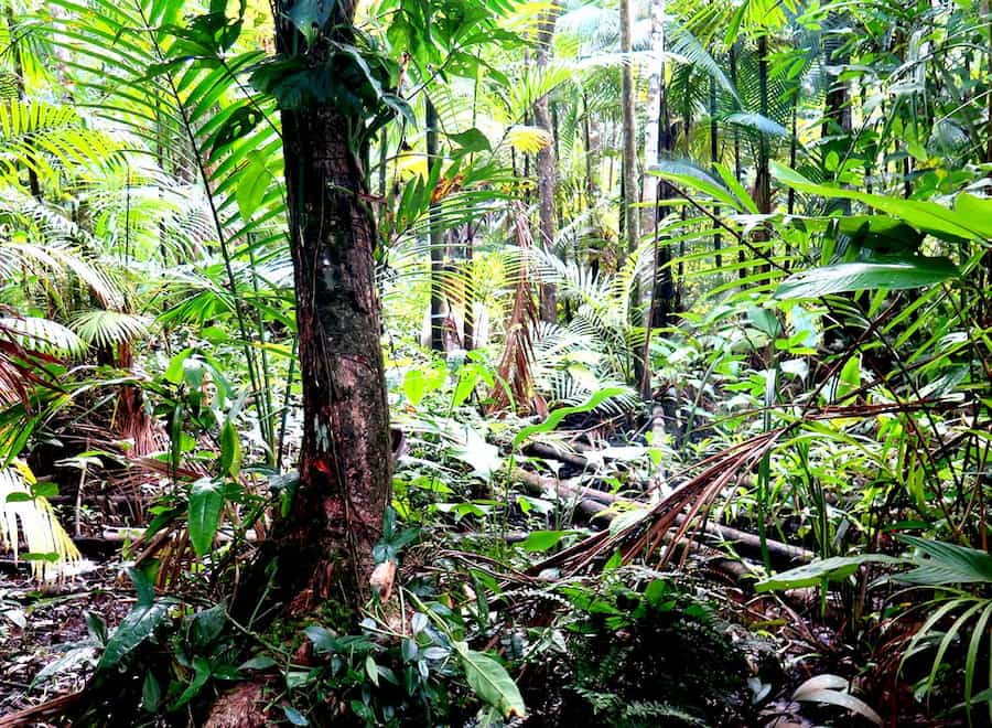 Biodiversity Conservation in the Amazon Findings on Tree Species Rich